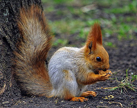 טיפים של יאירה-אגוזים